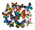 G-GSBUTTERFLY12-MIXED PACK OF 12 BUTTERFLIES ON MAGNET