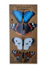 G-GSBUTTERFLY4-M PACK OF 4 BUTTERFLIES ON MAGNET